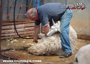 آشنایی با بهترین زمان برای پشم چینی گوسفندان